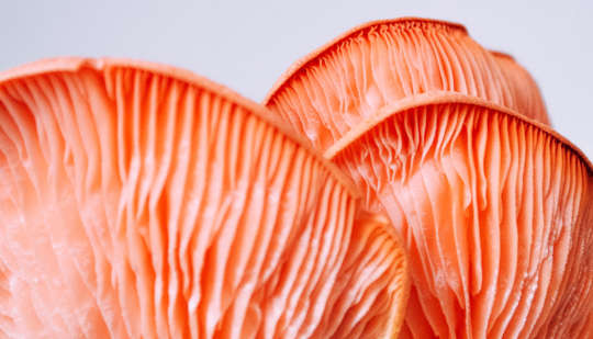 To Lower Cancer Risk, Eat More Mushrooms? To Lower Cancer Risk, Eat More Mushrooms?